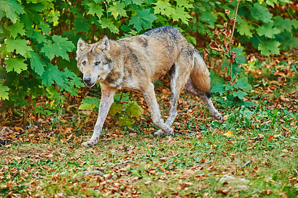 Bildagentur | mauritius images | A eurasian gray wolf (Canis lupus lupus)  stands on a hill and stretches his front legs